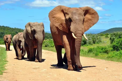 профиль слона стоковое фото. изображение насчитывающей огромно - 7169274