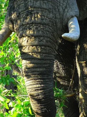 В казанский зоопарк привезли слона | Вести Татарстан