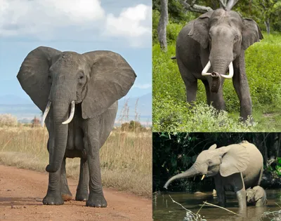 Африканский слон - виды животного и отличия | Описание и фото