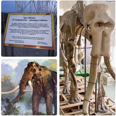 Ест 150 кг в день и может отомстить. Как живут слоны в ростовском зоопарке  | ДОСУГ: События | ДОСУГ | АиФ Ростов-на-Дону