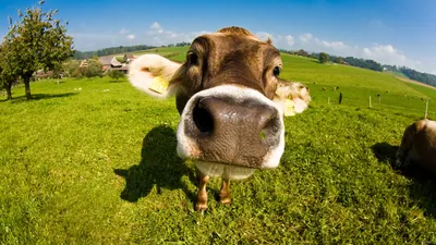 Смешная корова улыбается человечисками…» — создано в Шедевруме