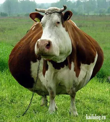 Прикольные коровы (60 фото) | Cows funny, Funny fat animals, Funny animals