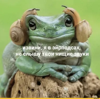 Копилка Смешная лягушка - купить с доставкой в «Подарках от Михалыча» (арт.  AT2098547)