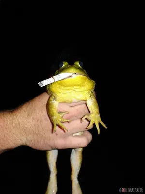 Смешная лягушка рисунок - 60 фото