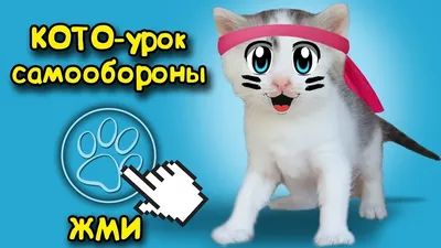 котэ (прикольные картинки с кошками) / смешные картинки и другие приколы:  комиксы, гиф анимация, видео, лучший интеллектуальный юмор.