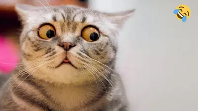 КОШКА МУРКА И ШКОЛА КОТОВ Челлендж для котенка Смешной кот… | Flickr