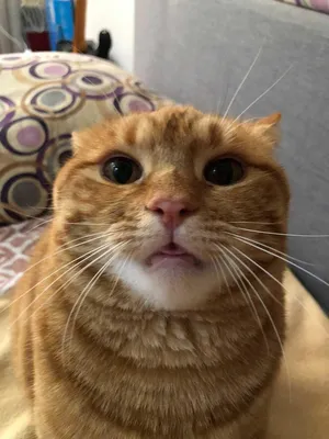 Смешной кот (8 фото) » Триникси