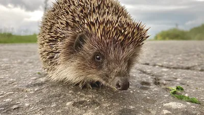 Смешные и прикольные животные - ёжики : Funny and cute animals - hedgehogs  - YouTube