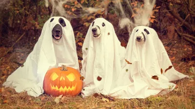 Хэллоуин (Halloween -приколы на хеллоуин - прикольные костюмы, тыквы, шутки  и юмор про хелоуин) / смешные картинки и другие приколы: комиксы, гиф  анимация, видео, лучший интеллектуальный юмор.