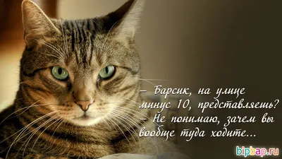 Фото смешных кошек: изображения с надписью, форматы на выбор | Смешные кошек  с надписью Фото №906183 скачать