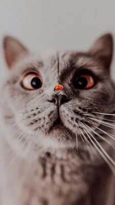 рабочий стол коты - Поиск в Google | Kittens funny, Kittens cutest, Cats