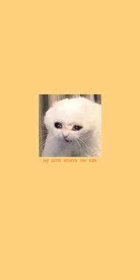 Мемные обои с плачущим котом | Yellow wallpaper, Watch wallpaper, Cute cat
