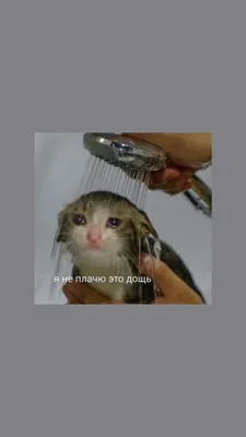 Wallpaper “Cat meme“ / Обои „Кот мем“ | Картины животных, Фотографии  обезьян, Милые котики