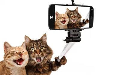 MONTIK BROS CORP 3D стикеры наклейки Смешные Котики на телефон и чехол