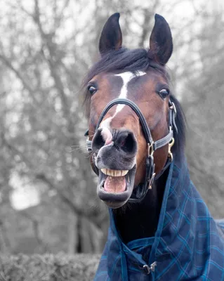Triple \"selfie\" | Lustige bilder von tieren, Tiere, Lustige pferde