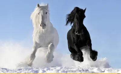 Смешные лошади - красивые фото