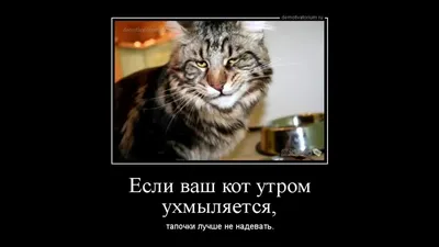 Какие-то смешные мемы с котами | ВКонтакте