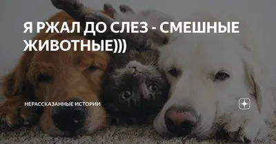РЖАКА ДО СЛЕЗ - СМЕШНЫЕ И ЗАБАВНЫЕ ЖИВОТНЫЕ))) | Приколы про котов!!! | Дзен