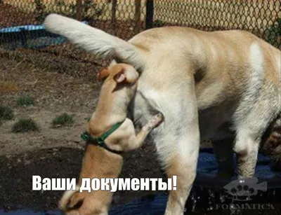 Приколы с животными | Екабу.ру - развлекательный портал