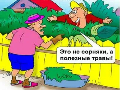 Дачный сезон . Смешные картинки