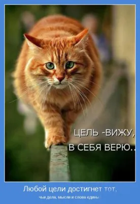 Выбраны самые смешные фотографии дикой природы - Новости Mail.ru