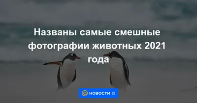 Белка-ниндзя, счастливый лось и шагающая сова: Самые смешные фото животных  2022 года - Российская газета