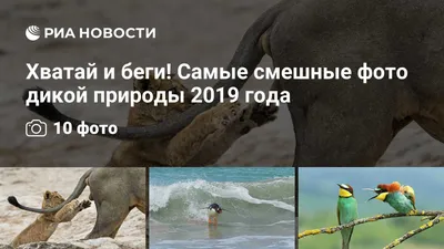 Названы самые смешные фотографии животных 2021 года - Новости Mail.ru