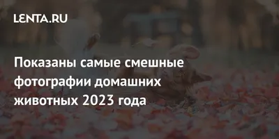 Хватай и беги! Самые смешные фото дикой природы 2019 года - РИА Новости,  13.11.2019