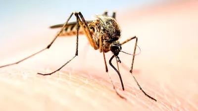 Наша сила не в укусе, а в угрозе укуса!» - 7 смешных комиксов про комаров  от разных авторов | Смешные картинки | Дзен