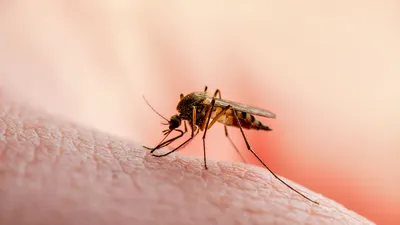 В Калифорнии ожидается нашествие комаров: этот вид может кусать человека  много раз и переносить болезни - ForumDaily