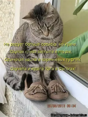 КАРТОФАН Миска для кошек и собак пластиковая (кошачья)