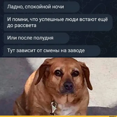 Ладно, спокойной ночи И помни, что успешные люди встают ещё до рассвета Или  после полудня Тут за / приколы / смешные картинки и другие приколы:  комиксы, гиф анимация, видео, лучший интеллектуальный юмор.