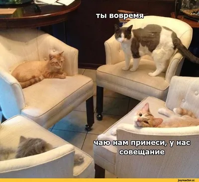 10 мотивирующих смешных мемов для тех, кому завтра на работу | Чудеса в  решете | Дзен