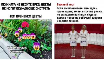 Прикольные картинки с надписями и осуждающие цветы | Mixnews