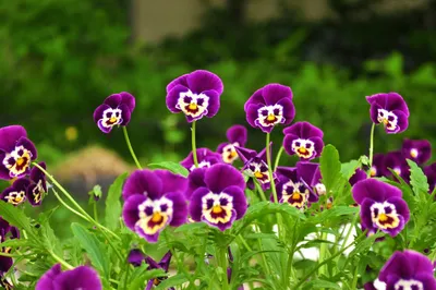 Смешные цветы - красивые фото