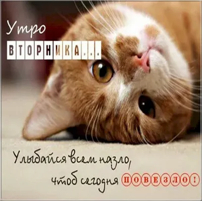 приколы #утро #утродоброе #доброеутро | TikTok