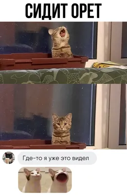 Смешные животные, которые умилят тебя до слёз