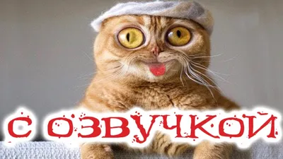 смешное видео про животных до слёз｜Поиск в TikTok