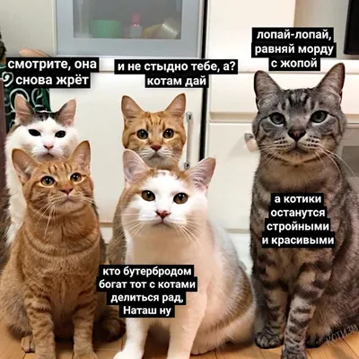 Мемы про котов. Выбор редакции | Смешные дети, Смешные мемы о кошках, Мемы