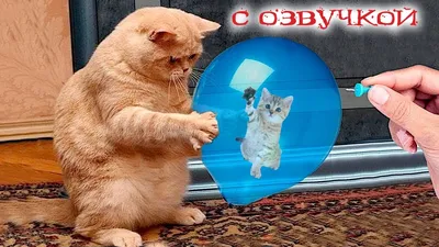 Смешные картинки про котов и собак - 69 фото