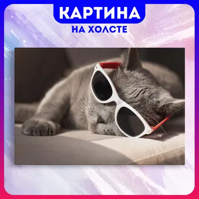 Картина на холсте Смешные коты забавный кот животные (4) 50х70 см - купить  по низкой цене в интернет-магазине OZON (1165573905)