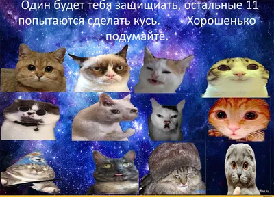 Рисование по номерам 40*50 MS7327 Смешные коты купить в Новосибирске -  интернет магазин Rich Family