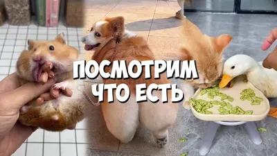 Смешные с людьми