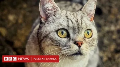 Опасные эмодзи: кое-где они означают совсем не то, что вы думаете - BBC  News Русская служба