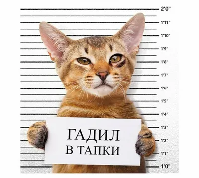 Русские приколы про животных (45 фото) | Приколы про животных, Животные,  Смешно