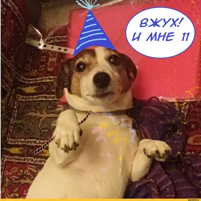 Поздравительная открытка с конвертом с приколом В переводе на собачий  возраст ты был бы уже мертв - купить с доставкой в интернет-магазине OZON  (640654806)