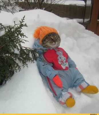 одетый кот на снегу :: безудержное веселье :: Зима не страшна :: домашние  животные :: фотография :: котэ (прикольные картинки с кошками) / смешные  картинки и другие приколы: комиксы, гиф анимация, видео, лучший  интеллектуальный юмор.