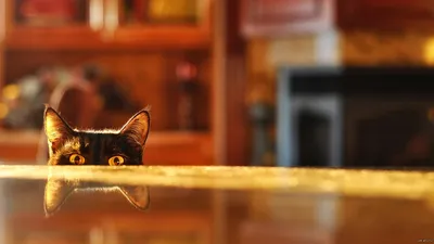 Прикольные обои на рабочий стол с котами | Пикабу