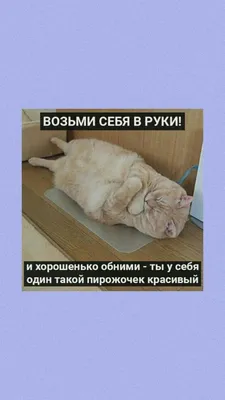 Смешные коты в корзине на поле Стоковое Фото - изображение насчитывающей  прелестное, киска: 115307256