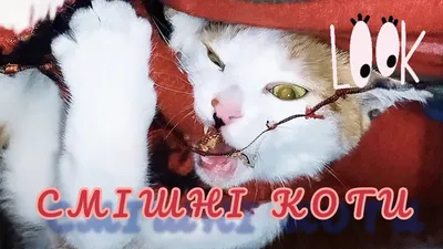 Смішні котики, які подарують вам посмішку (ФОТО). Читайте на UKR.NET